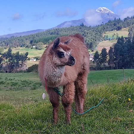 Cuscungo Cotopaxi Hostel & Lodge Chasqui Eksteriør bilde