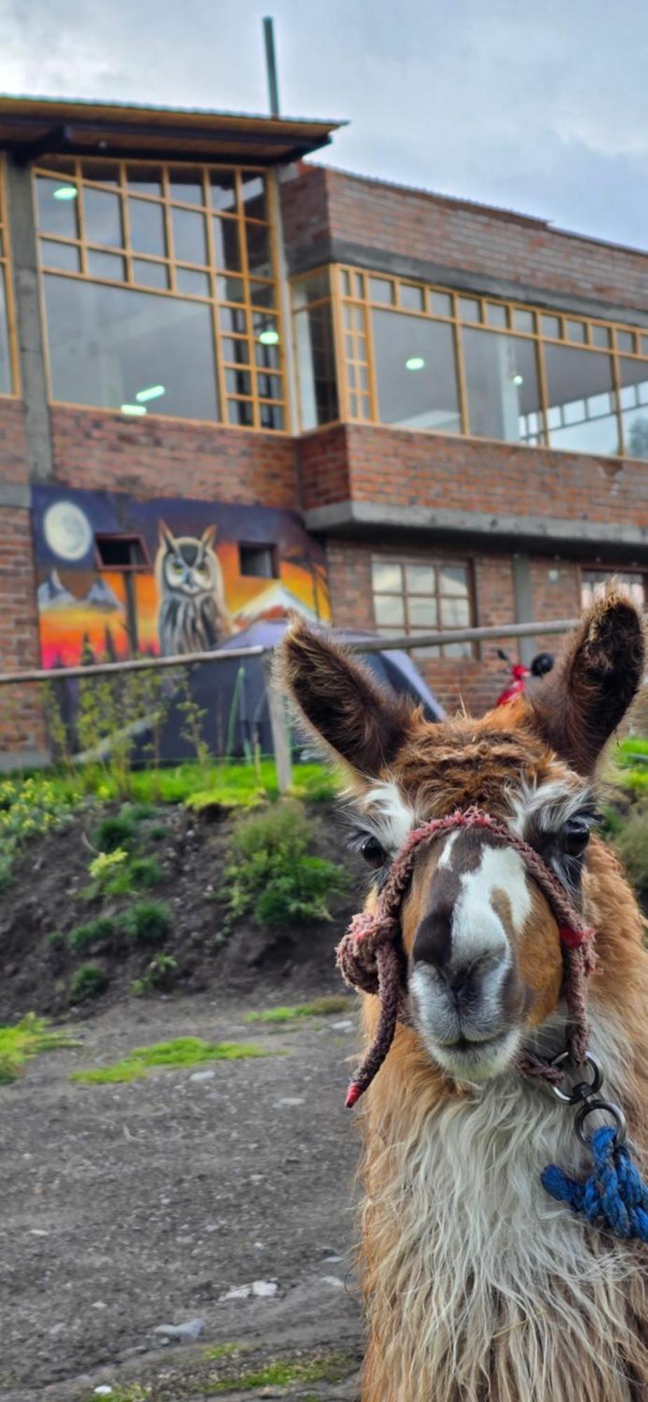 Cuscungo Cotopaxi Hostel & Lodge Chasqui Eksteriør bilde